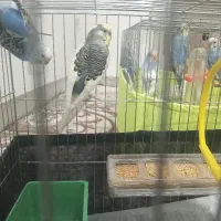 یک جفت مرغ ۶تخم