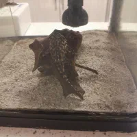 اکواریوم بالوازم ماهی وغذا،پاکدشت|ماهی|پاکدشت, شهرک امام رضا|دیوار