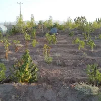 زمین مزروعی در بیرجند