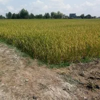 برنج طارم هاشمی معطر/تازه برداشت و تضمینی|خوردنی و آشامیدنی|آمل, |دیوار