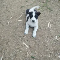 توله سگ نر فروشی