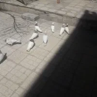 فروش ۳جفت توقی و۴تامجوجهاش