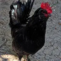 خروس مرندی اصیل