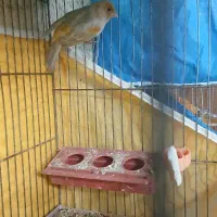 قناری نر بخون آماده|پرنده|پیر بکران, |دیوار