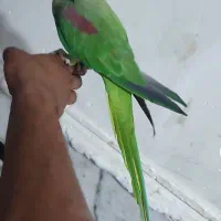 شاه طوطی نر|پرنده|ایرانشهر, |دیوار