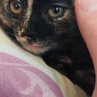 سرپرستی گربه