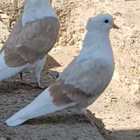 کفتر پشت زرد