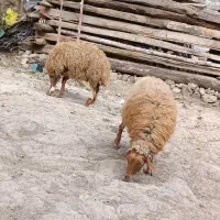 گوسفند ماده دو عدد بره ماده داشتی