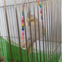 عروس هلندی بهمراه قفس|پرنده|قیدار, |دیوار