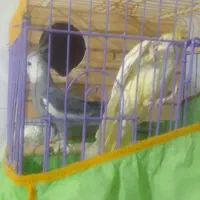 به علت جابه جایی میفروشم