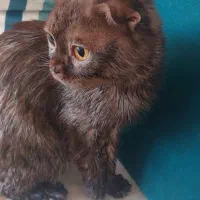 واگذاری گربه اسکاتیش اصیل یکساله