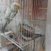 عروس هلندی|پرنده|گلبهار, شهر جدید گلبهار|دیوار