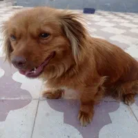 توله ماده نژاد میکس شیتزو با اشتبیز