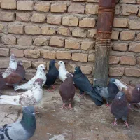 کبوتر نروماده پرشی