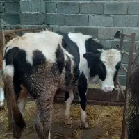 گاو نر هلشتین|حیوانات مزرعه|واجارگاه, |دیوار