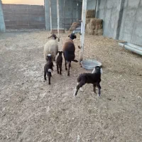 فروش‌گوسفند‌بره‌دار