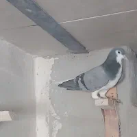 فروش کفتر شهری بدرنگ سبز و یال