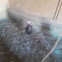 بوقلمون بیوتی وبوقلمون برنز موجود هست|حیوانات مزرعه|فامنین, |دیوار