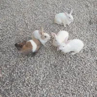 ۵ عدد خرگوش بالغ و جوان  ۴ ماده و یه نر