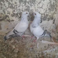 کفتر رنگی المانی