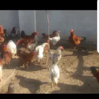 مرغ و خورس ۵ ماه سنگر