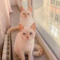 گربه بریتیش