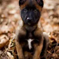 توله سگ مالینویز بلژیکی ۳ماهه