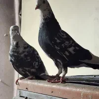 یک جفت کبوتر کله ماستی خون پاک