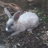 یه عدد خرگوش  نرطوسی خوشگل لوپی کاملا دستی