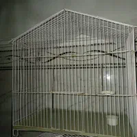 دوتا قفس قناری مرغ عشق