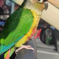 دو عدد گرینچیک همراه با قفس و ساک حمل