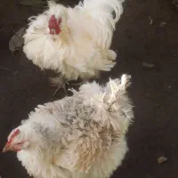 مرغ وخروس پریشان