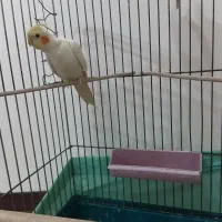 عروس هلندی|پرنده|کهریزک, |دیوار