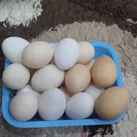 تخم مرغ محلی