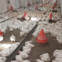 مرغ گوشتی زنده و پاک شده سنگین وزن تولید گیلان|حیوانات مزرعه|رشت, گلباغ نماز|دیوار