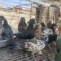 پرنده|پرنده|اصفهان, گلزار|دیوار