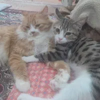 واگذاری گربه