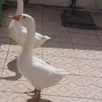 قوغاز نر