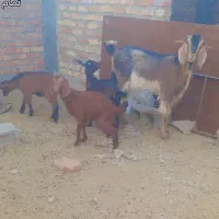 بز آبستن وشیری سه قولوزا با سه بزغال