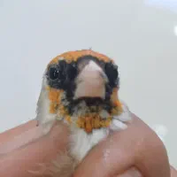 سهره چونه سفید قیمت ۱۲ ملیون تومان مقطوع