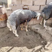 بره قوچی دانه ۸۰میلیون تومان
