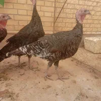 بوقلمون ماده و قو غاز نر|حیوانات مزرعه|زابل, |دیوار