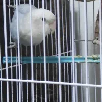 طوطی کوتوله  برزیلی ماده  آبی طوسی با قفس