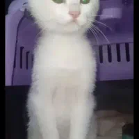 گربع