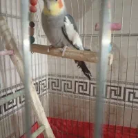 طوطی عروس هلندی سخنگو