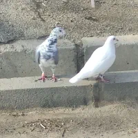 کبوتر عطیقه