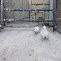 کبوتر|پرنده|برخوار, |دیوار