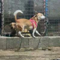 پاکوتاه ماده گوشتیز واگذار میشود