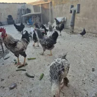 مرغ وخروس