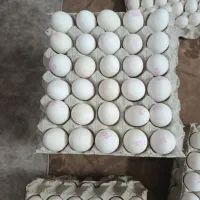 تخم مرغ وزن. 10 کیلو کودی|خوردنی و آشامیدنی|بهارستان, |دیوار